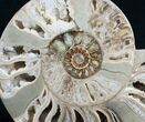 Beautiful Choffaticeras Ammonite - Half #7576-2